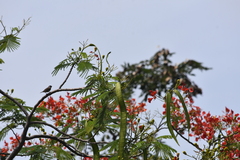 Passer montanus malaccensis