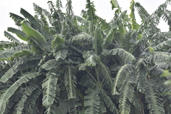 Musa × paradisiaca