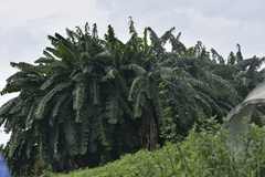 Musa × paradisiaca