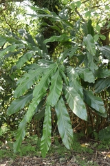 Alpinia uraiensis