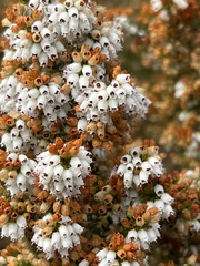 Erica scabriuscula