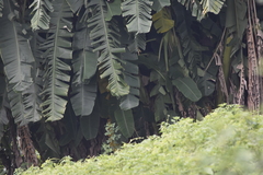 Musa × paradisiaca