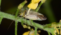 Closterotomus trivialis