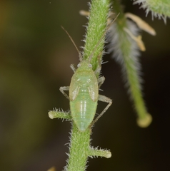 Closterotomus trivialis