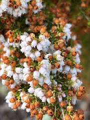 Erica scabriuscula