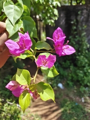 Bougainvillea