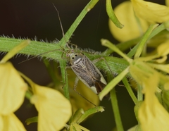 Closterotomus trivialis