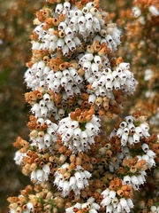 Erica scabriuscula