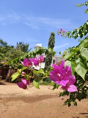 Bougainvillea