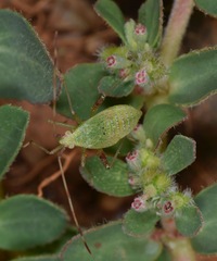 Creontiades pallidus