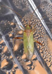 Creontiades pallidus