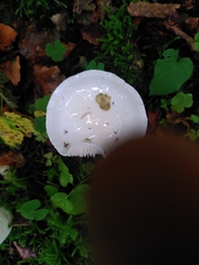 Hygrophorus