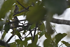 Passer montanus malaccensis