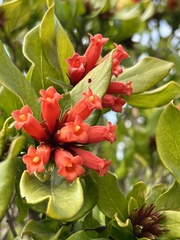 Burchellia bubalina