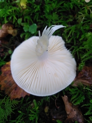 Hygrophorus