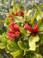 Burchellia bubalina