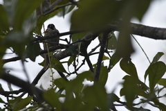 Passer montanus malaccensis