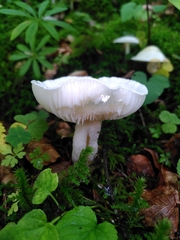 Hygrophorus