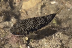 Tetractenos hamiltoni