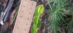 Acacia hispidula