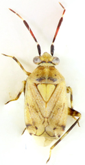 Eurystylus bellevoyei