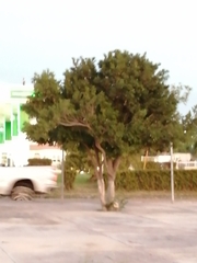 Melicoccus oliviformis