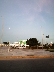 Melicoccus oliviformis