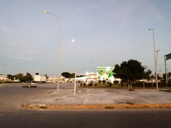 Melicoccus oliviformis