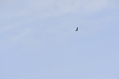Aerodramus germani germani