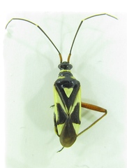 Grypocoris melanopygus