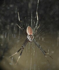 Argiope ocyaloides