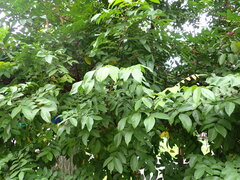 Averrhoa carambola