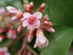 Averrhoa carambola