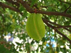 Averrhoa carambola