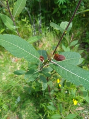Salix atrocinerea