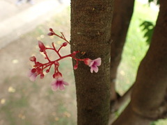 Averrhoa carambola