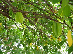 Averrhoa carambola