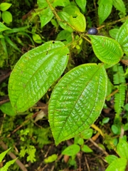 Miconia crenata