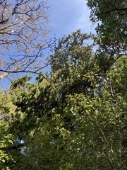 Dacrydium cupressinum