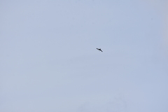 Aerodramus germani germani