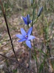 Thelymitra crinita