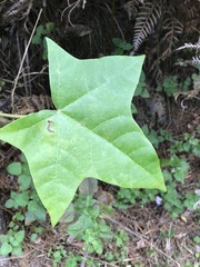 Aleurites moluccanus