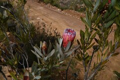 Protea laurifolia