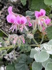 Pelargonium cordifolium