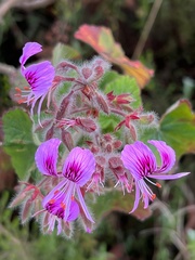 Pelargonium cordifolium