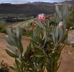Protea laurifolia