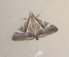 Agrioglypta itysalis