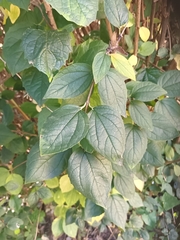 Philadelphus coronarius