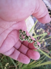 Euphorbia lasiocarpa