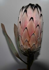 Protea laurifolia